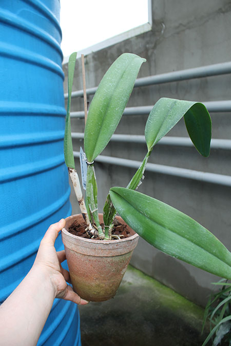 Cattleya The Pearl (rex x gaskelliana).jpg