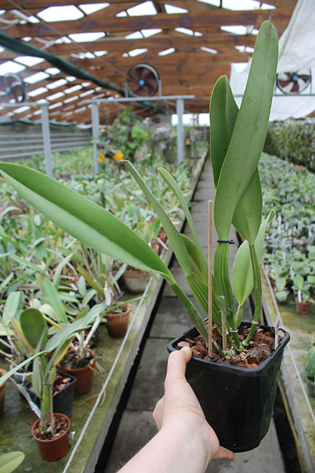 Cattleya Triumphans (rex 'Imperial' x aurea).jpg