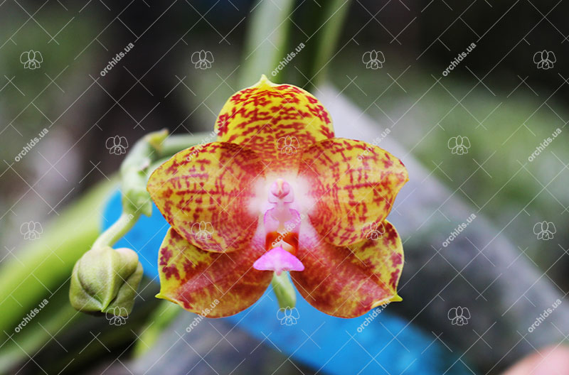 Phalaenopsis Phalaenopsis Jong's Gigan Cherry x LD's Bear Queen.jpg