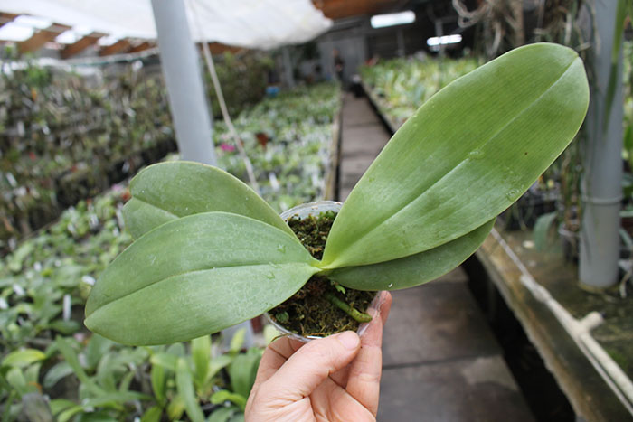 Phalaenopsis Joey x Samera indigo.jpg