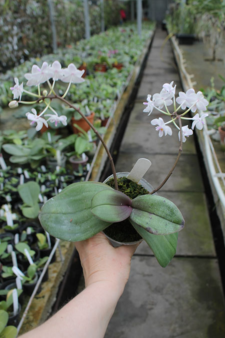 Phalaenopsis Liu's Twilight Rainbow x celebensis.jpg