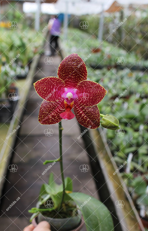 Phalaenopsis (AL Sun Tiger x Zheng Min Tyrannosaurus).jpg