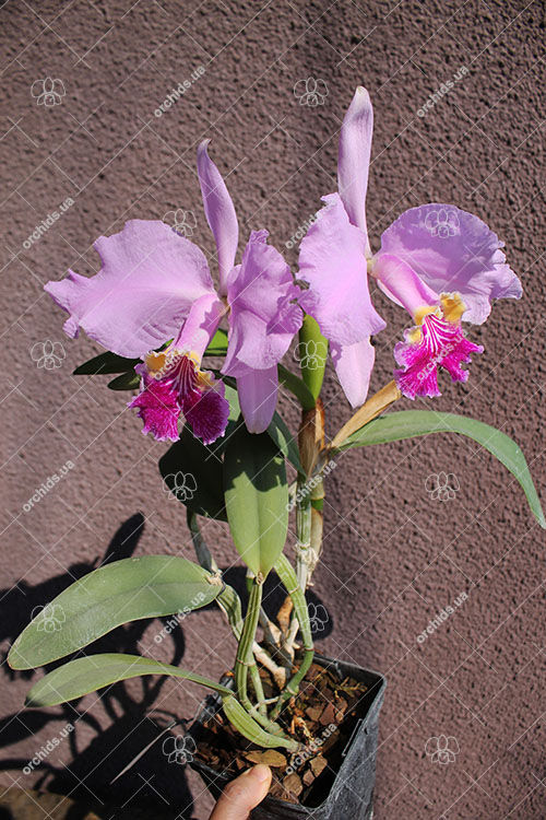 Cattleya lueddemanniana alba 'OMG' x Cattleya lueddemanniana coerulea 'Siquesique'.jpg
