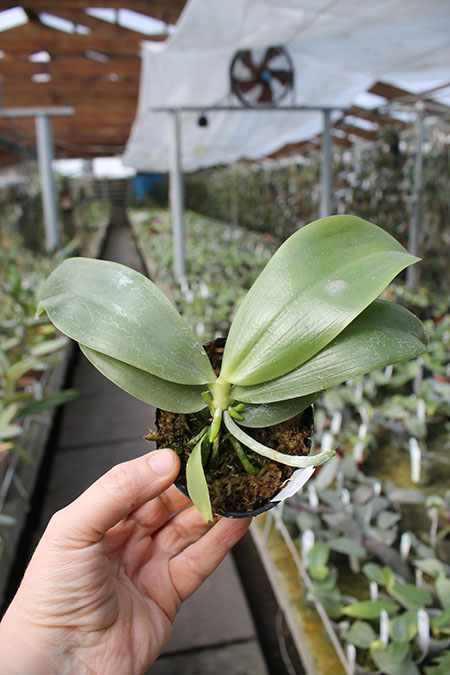 Phalaenopsis Germaine Vincent indigo type x tetraspis.jpg