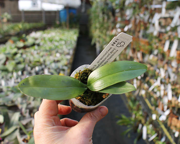 Phalaenopsis Yaphon Snow White 'POM'.jpg