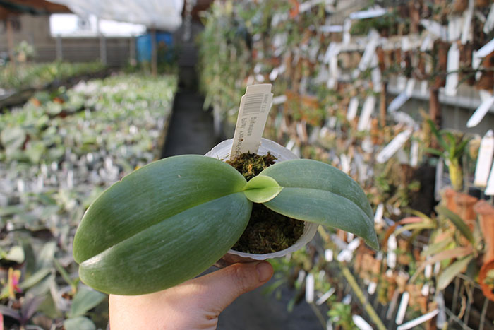 Phalaenopsis Yaphon Goodboy x gigantea.jpg