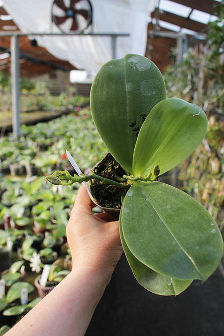 Phalaenopsis Mituo Ambo 'Mituo #1'.jpg