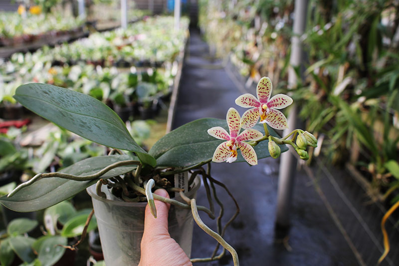 Phalaenopsis mannii black x schilleriana.jpg