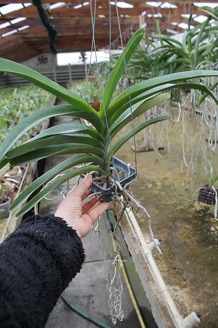 Vanda Jiraprapa x Suksamran Spot.jpg