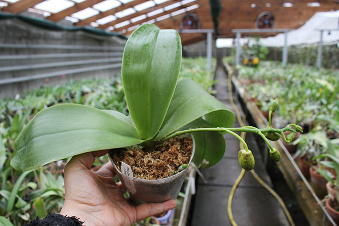 Phalaenopsis Chang Jo (Chang Jhih Rose x Jong's Gigan Cherry).jpg