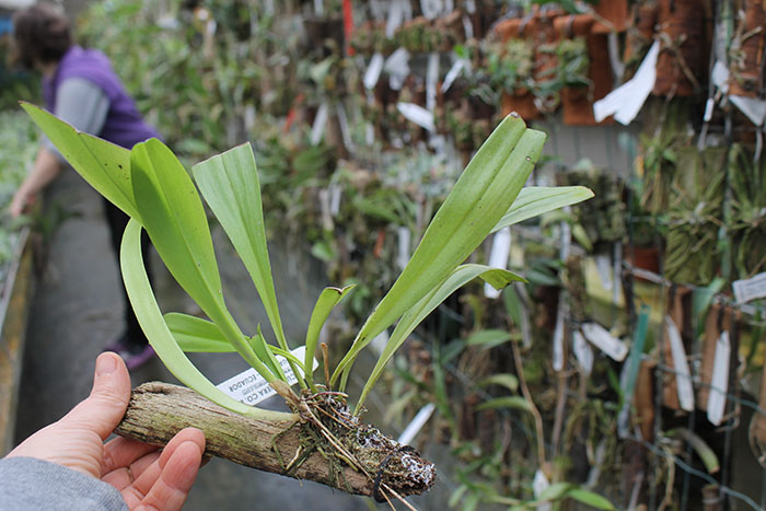 Dracula cordobae.jpg