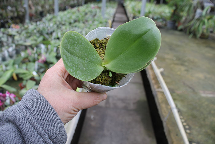 Phalaenopsis KS Super Zebra x Mituo Sun 'AL'.jpg