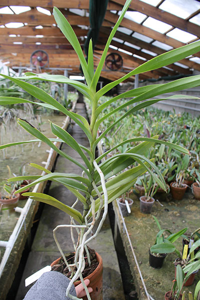 Mokara Jairak White.jpg