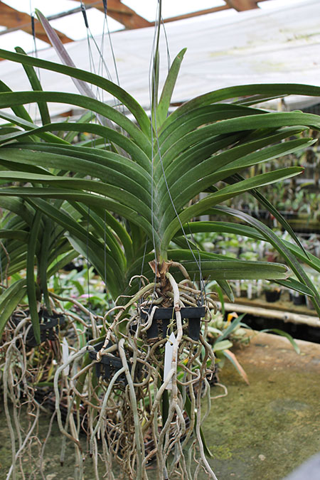 Vanda Robert Delight 'Ink Star'.jpg
