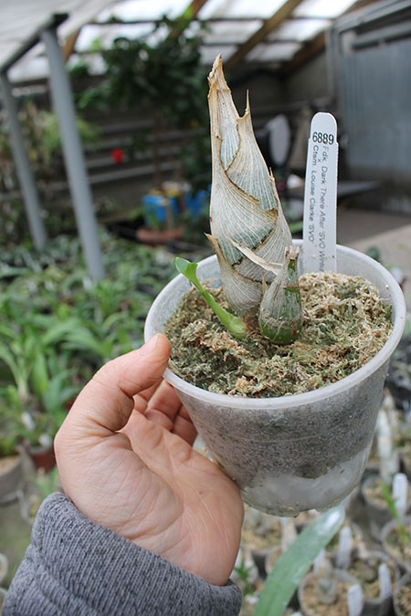 Fredclarkeara Dark There After 'SVO Winter Night' x Catasetum Louise Clarke 'SVO'.jpg