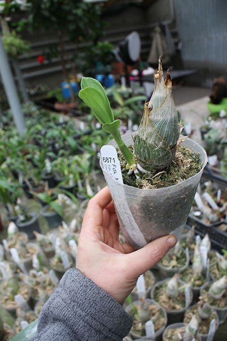 Fredclarkeara Majestic Orchids Shopper (Fredclarkeara After Midnight 'SVO Dark Beauty' x Catasetum John C Burchett 'Ursa Major').jpg