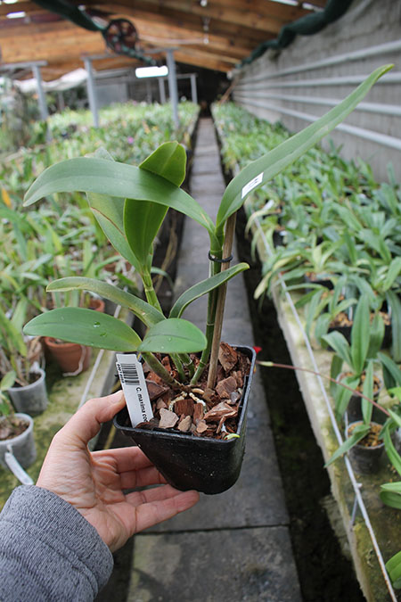 Cattleya maxima coerulea 'Hector'.jpg