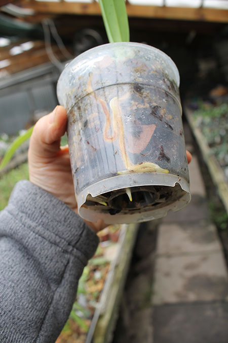 Phragmipedium schlimii.jpg