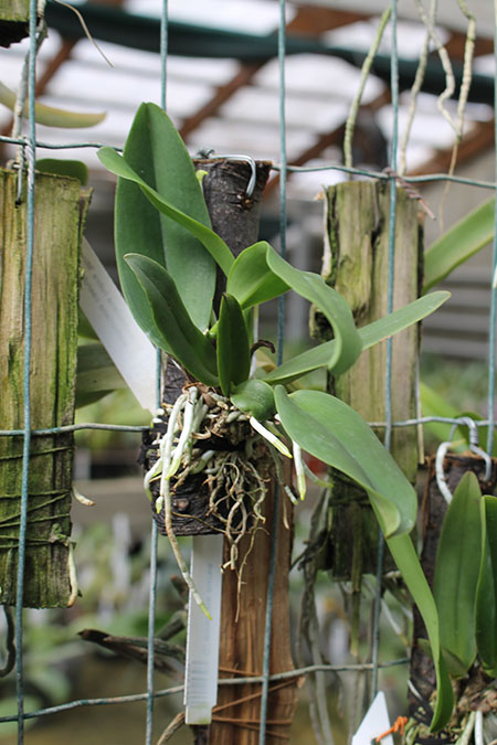 Cattleya dowiana aurea.jpg