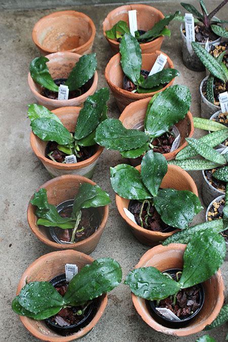 Eurychone rothschildiana.jpg