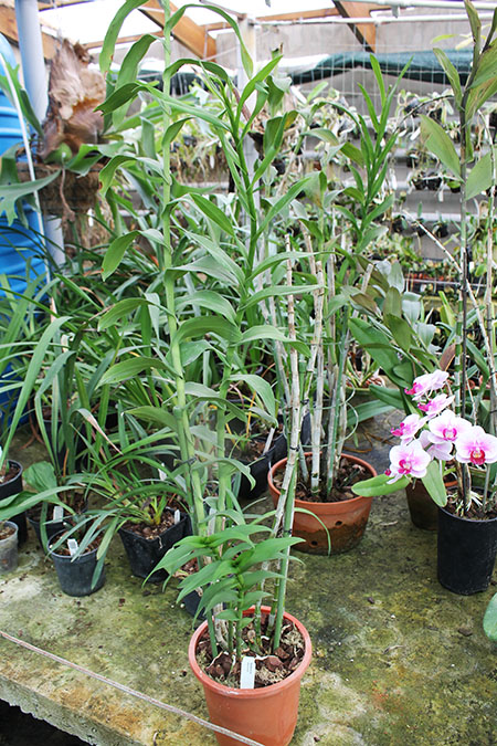 Epidendrum atacazoicum.jpg