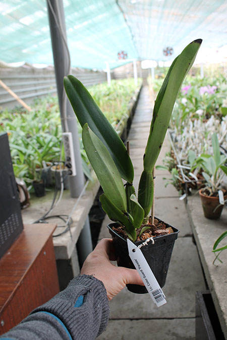 Laeliocattleya Color Guard 'Parade'.jpg