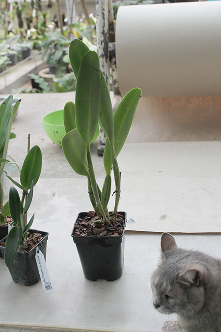 Brassolaeliocattleya Chrissy Compton 'Mary Piazza'.jpg