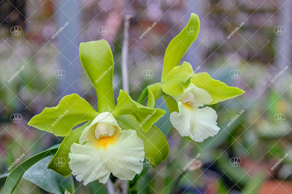 Epicattleya Siam Jade 'Avo'.jpg