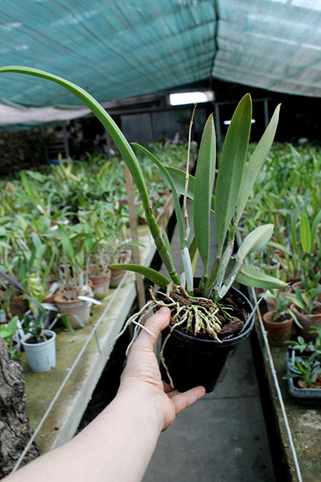 Recchara Frances Fox.jpg