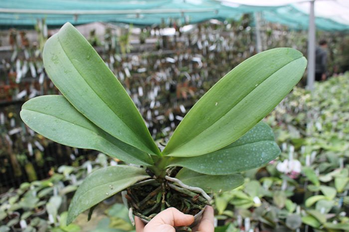 Phalaenopsis 'Ito' peloric.jpg