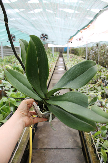 Doritaenopsis Champion Lightning 'peloric'.jpg