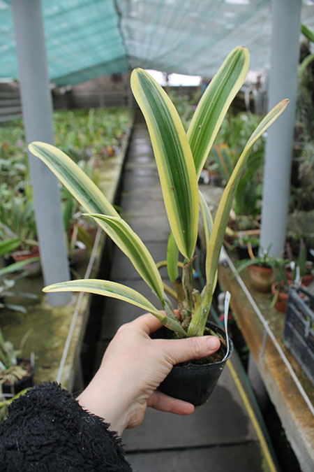 Cattleya Sedlescombe 'Variegated' (Annette x Suavior).jpg