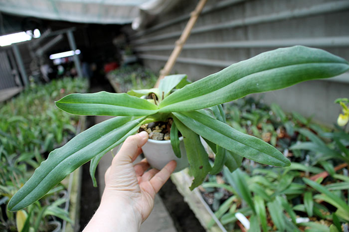 Paphiopedilum primulinum alba.jpg