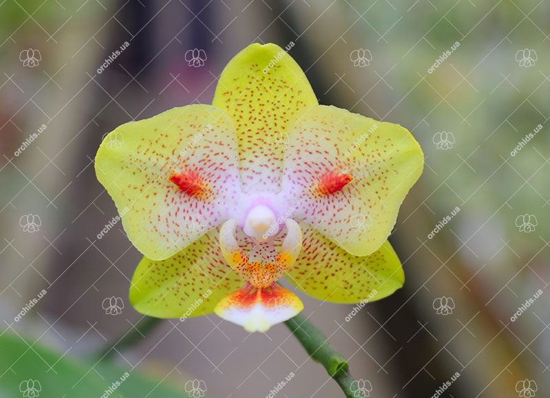 Phalaenopsis (Brother Sara Gold x Chiada Spark) 'ES'.jpg