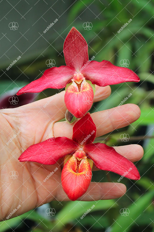 Phragmipedium Andean Fire (besseae x lidleyanum).jpg