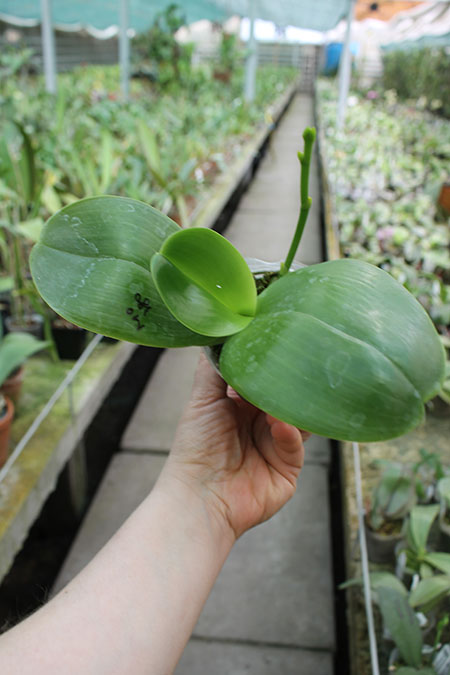 Phalaenopsis LD Sun Dragon 'Snake Scales'.jpg