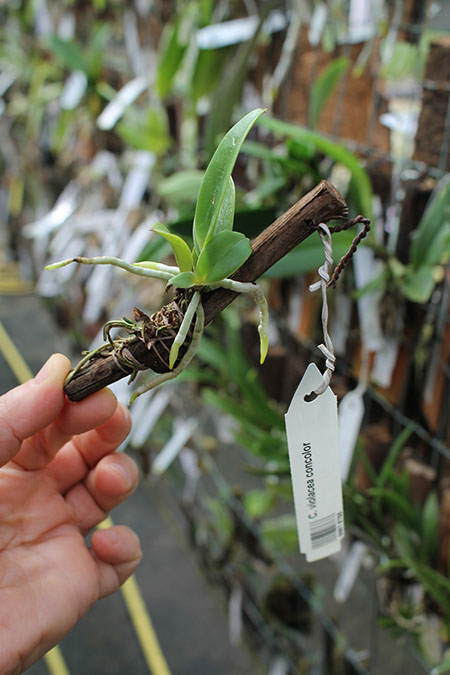 Cattleya violacea concolor.jpg