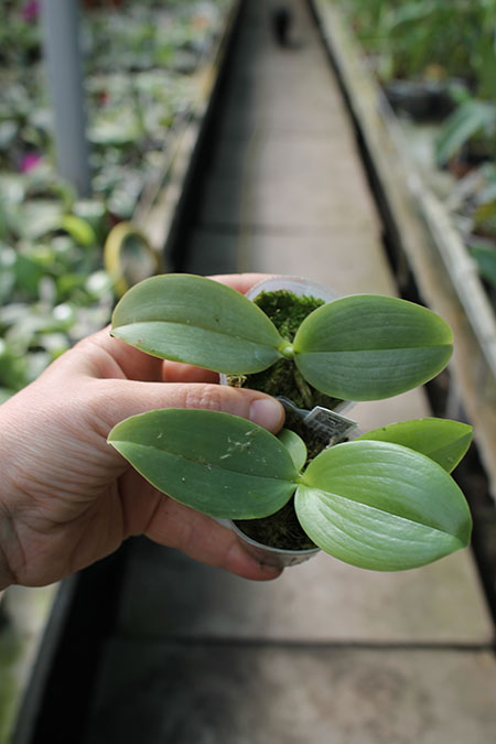 Phalaenopsis Joy Spring Tina x LD's Bear Queen.jpg