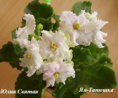 Ян-Танюшка