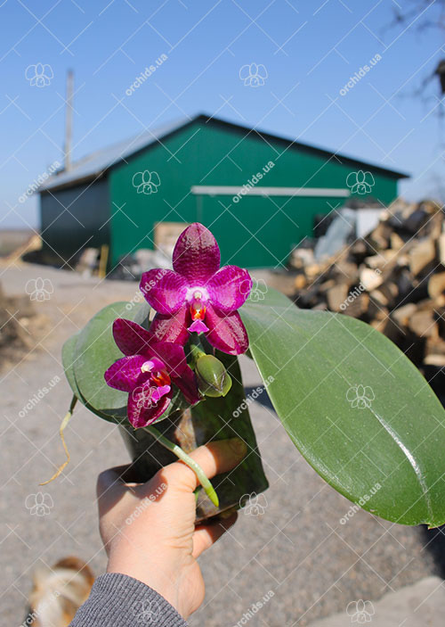 Phalaenopsis Mok Choi Yew '1723'.jpg