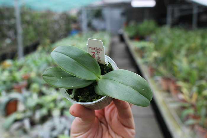 Phalaenopsis gigantea.jpg