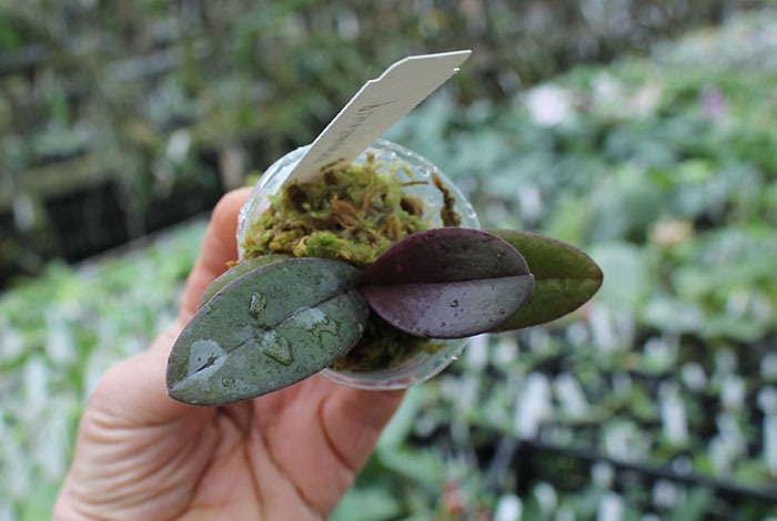 Doritaenopsis Lius Sakura KF.jpg