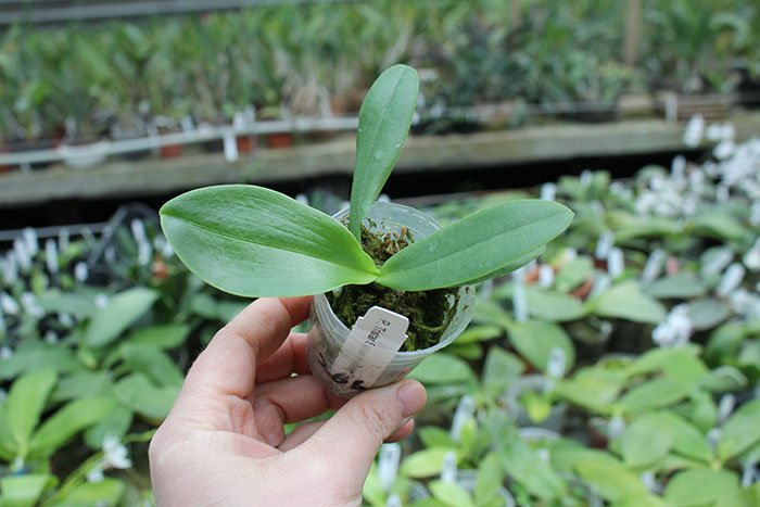 Phalaenopsis Tristar Snow Princess 'Tristar'.jpg