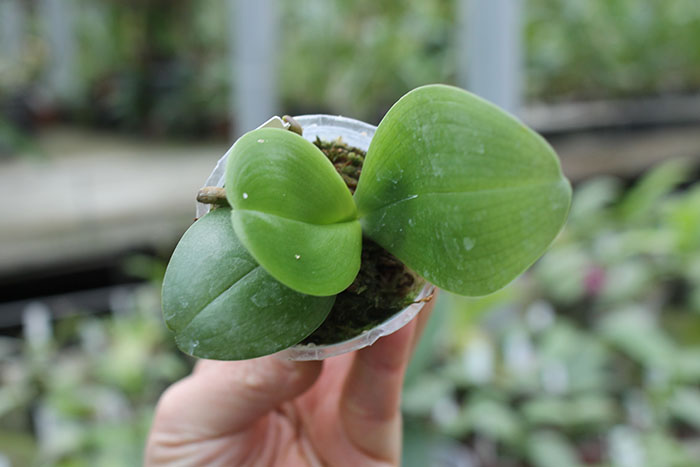 Phalaenopsis YangYang Bumblebee.jpg