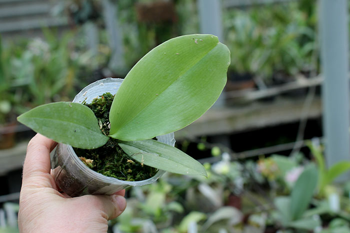 Phalaenopsis YangYang Prince (Jong's Gigan Cherry x LD Bear King).jpg