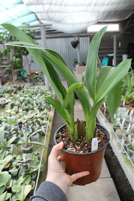 Maxillaria grandiflora.jpg