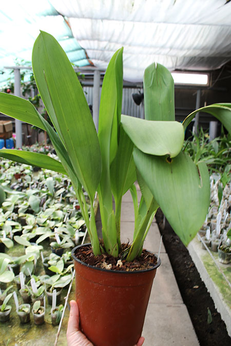 Maxillaria platypetala.jpg