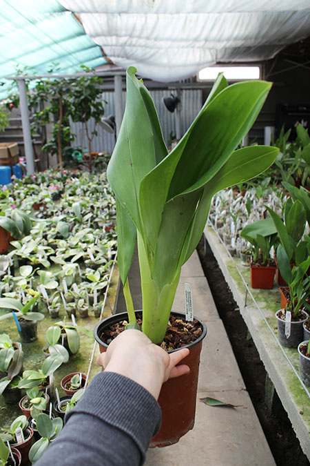 Maxillaria arachnites x striata.JPG