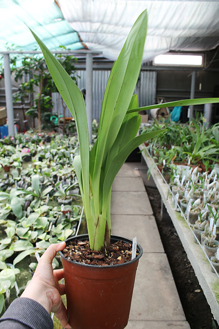 Maxillaria huebschii.jpg