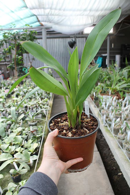 Maxillaria fractiflexa x molitor orange.jpg